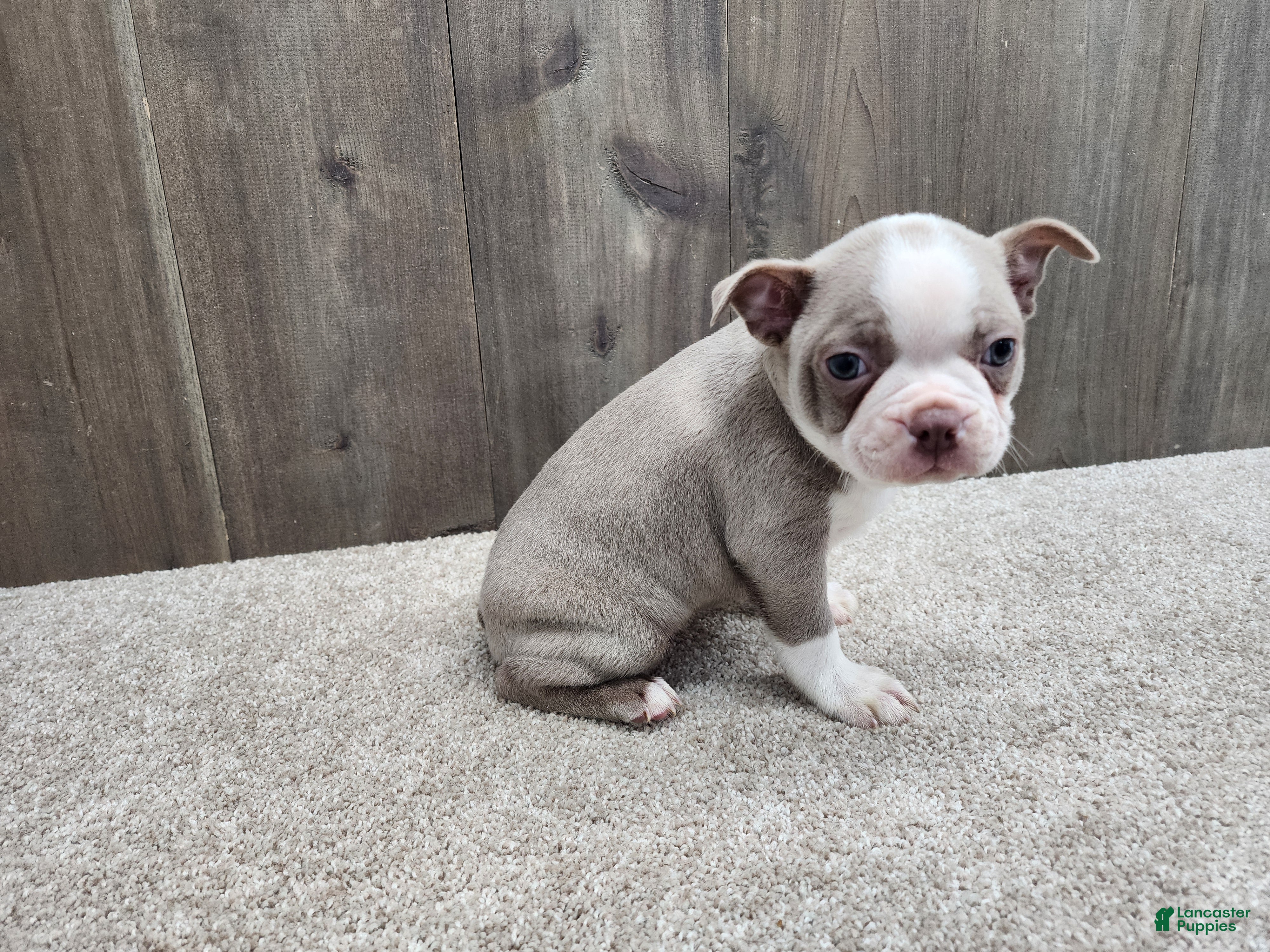 Boston Terrier dogs Boston Terrier Puppy 1 - Ad 2