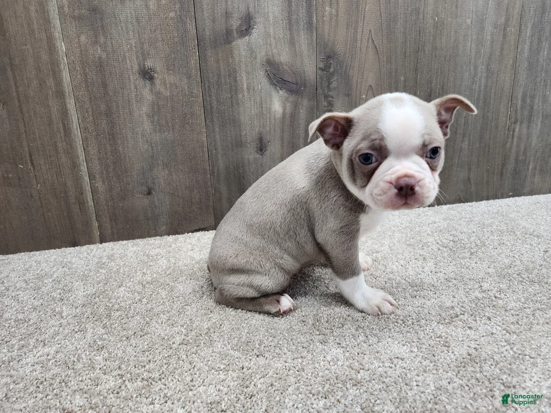 Boston Terrier dogs for sale: Boston Terrier Puppy 1 - Ad 2