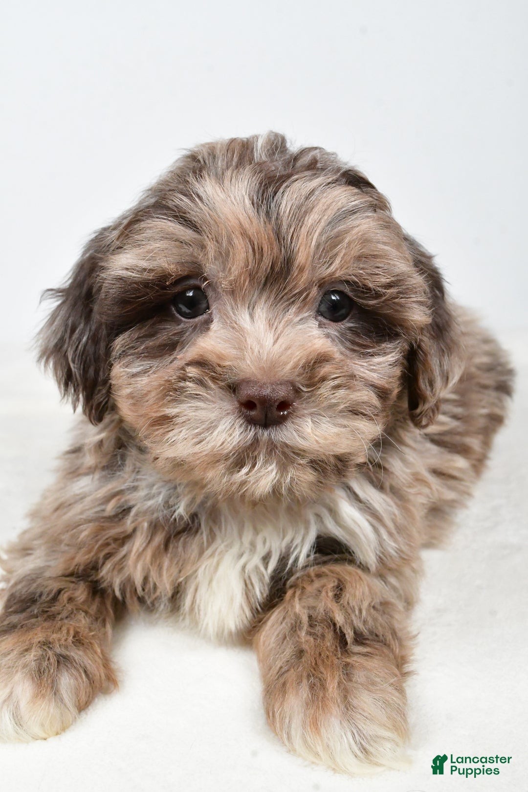 Shihpoo dogs for sale: Jordan - Ad 8