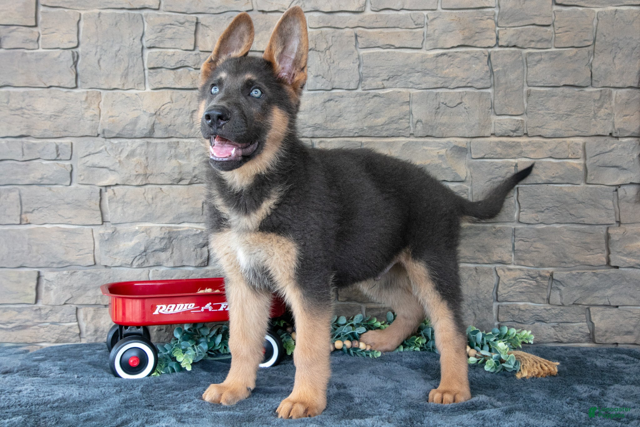 German Shepherd dogs Ace - Ad 1