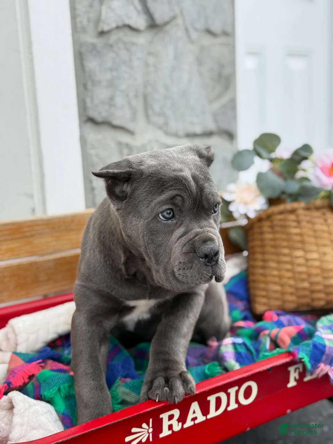 Cane Corso dogs for sale: Blossom - Ad 4
