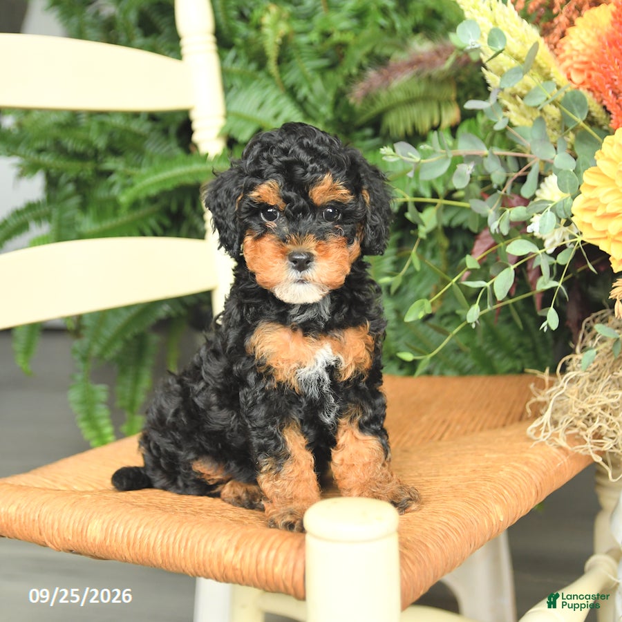 Havapoo dogs Darcy - Ad 2