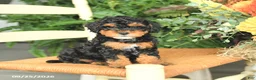 Havapoo dogs for sale: Darcy - Ad 2