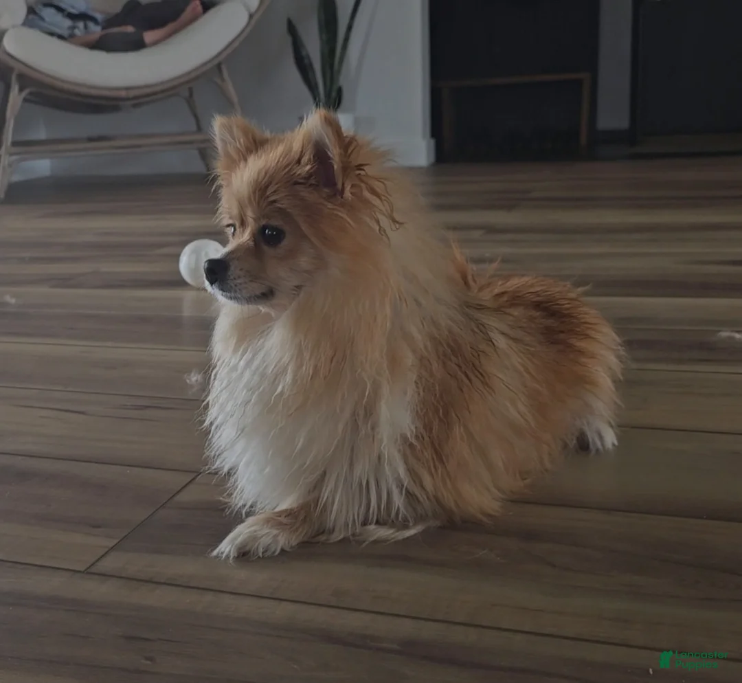 Pomeranian dogs for sale: Pomeranian Puppy 1 - Ad 7