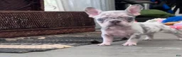 French Bulldog dogs for sale: French Bulldog 7 - Ad 5