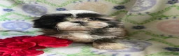 Shih Tzu dogs for sale: Johnny - Ad 3