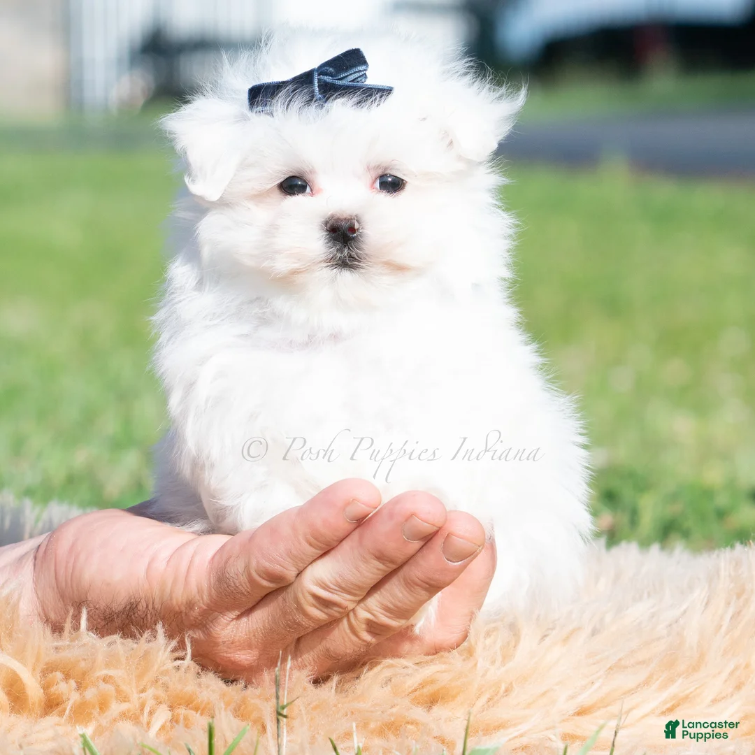 Maltese dogs for sale: Avalanche - Ad 1