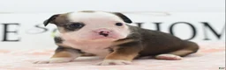 Mixed Breed dogs for sale: Queen - Ad 27