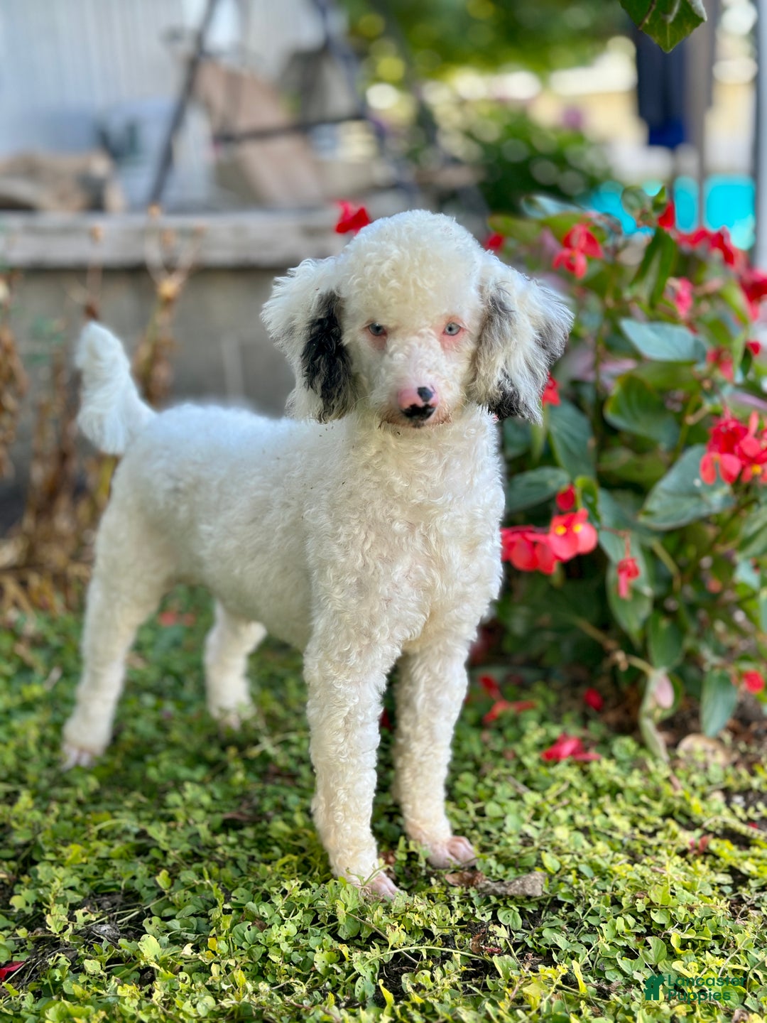 Mini Bernedoodle dogs for sale: Kenji - Ad 7