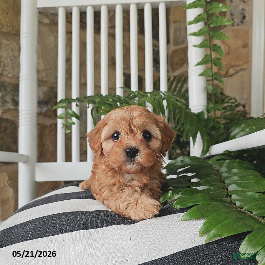 Cavapoo dogs Juno - Ad 2