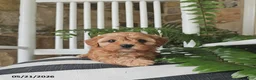 Cavapoo dogs for sale: Juno - Ad 2