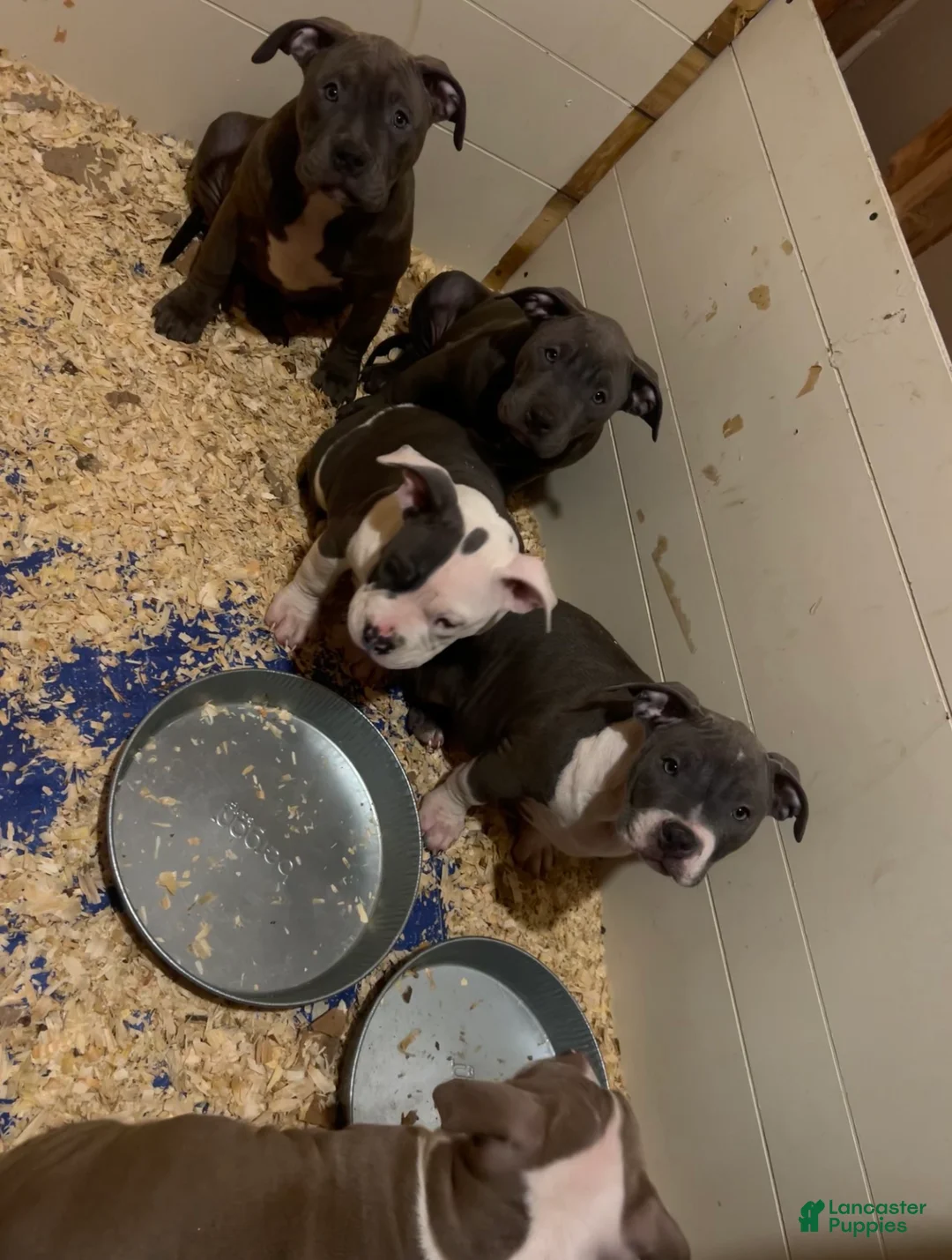 American Bully dogs for sale: American Bully Puppy 6 - Ad 4