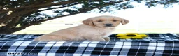 Golden Retriever dogs for sale: AJ - Ad 2
