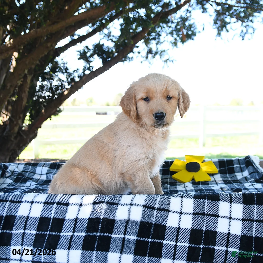 Golden Retriever dogs for sale: AJ - Ad 2