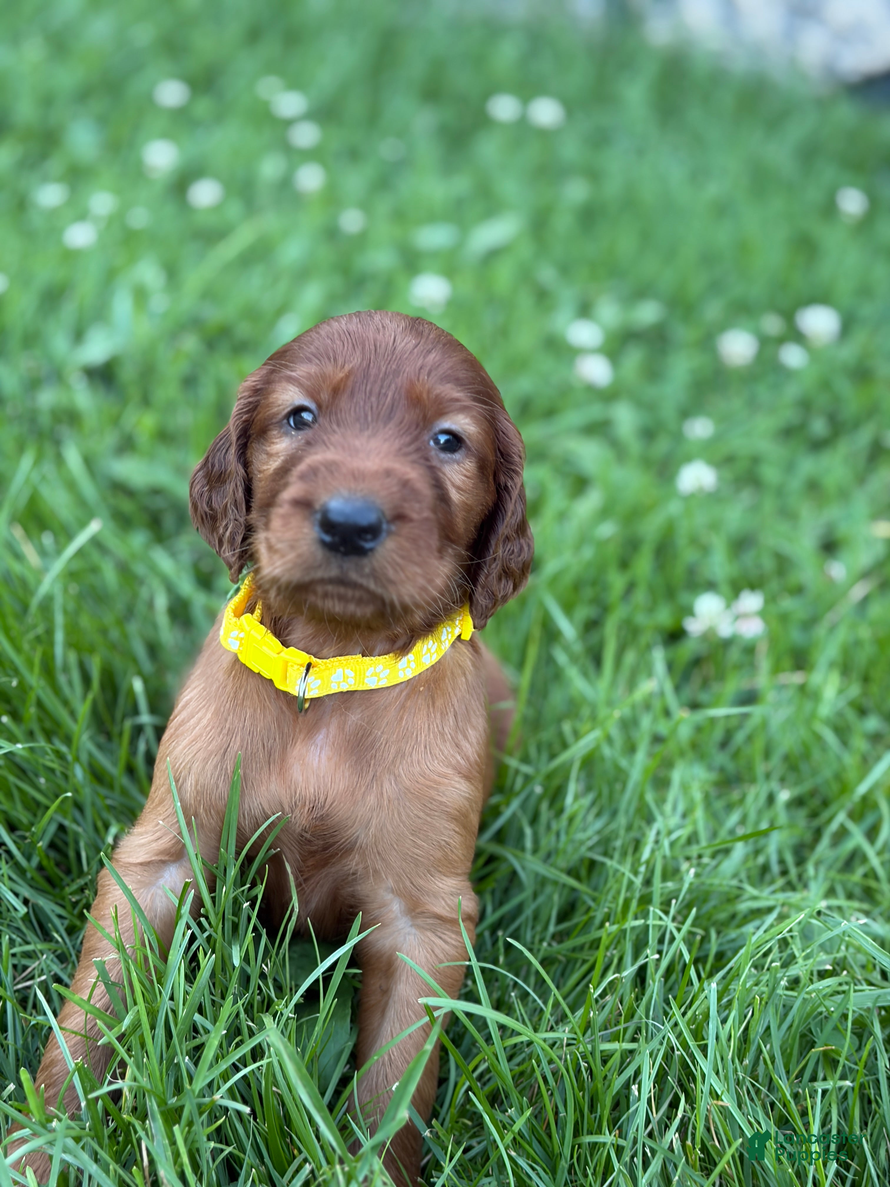 Irish Setter dogs Yellow collar  - Ad 37