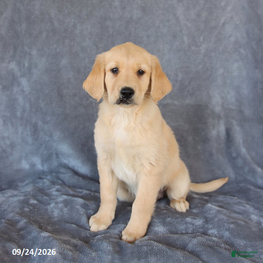 Golden Retriever dogs for sale: Misty - Ad 2