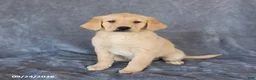 Golden Retriever dogs for sale: Misty - Ad 1