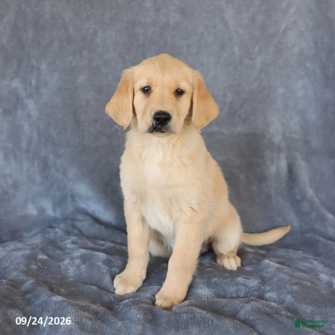 Golden Retriever dogs for sale: Misty - Ad 1