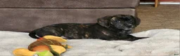 Puggle dogs for sale: Lola - Ad 3