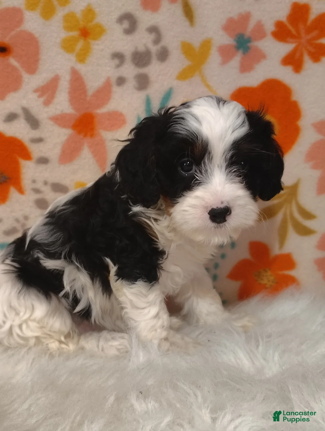 Cavapoo dogs for sale: Charles  - Ad 1