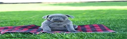 Cane Corso dogs for sale: Isabella - Ad 3