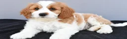 Cavapoo dogs for sale: Nicky - Ad 4