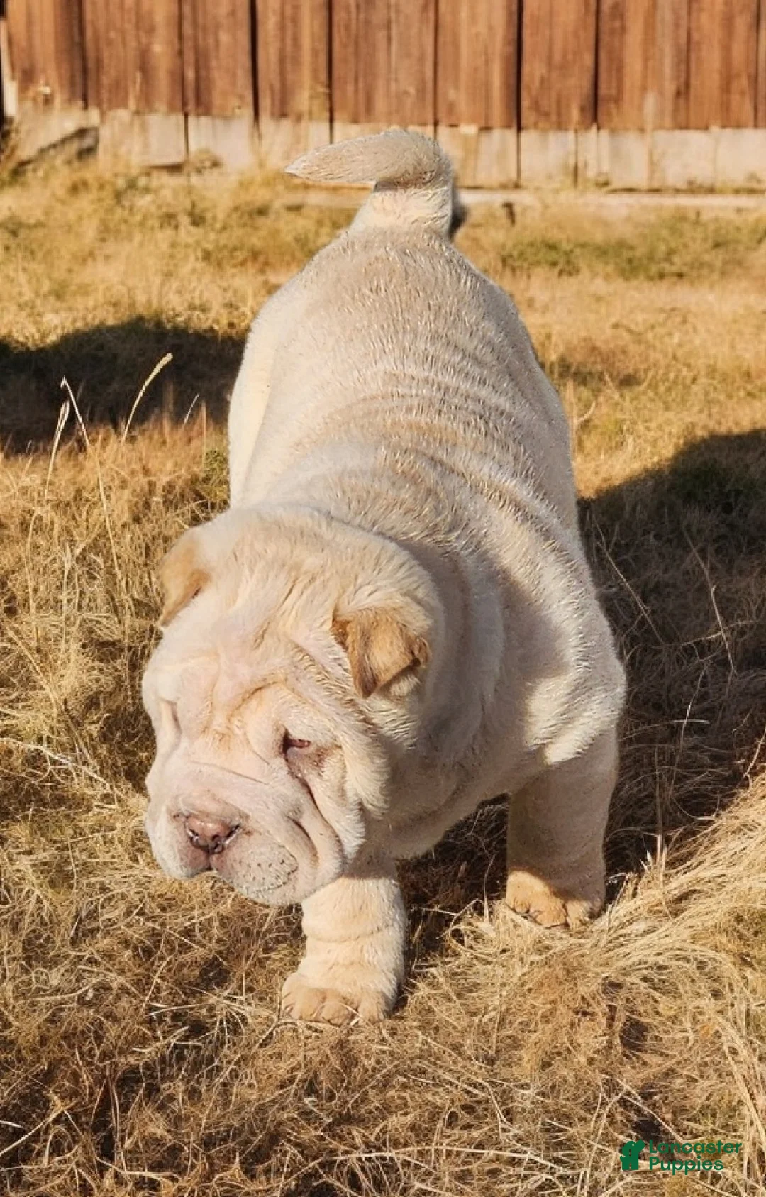 Shar Pei dogs for sale: Flurries mini  - Ad 37