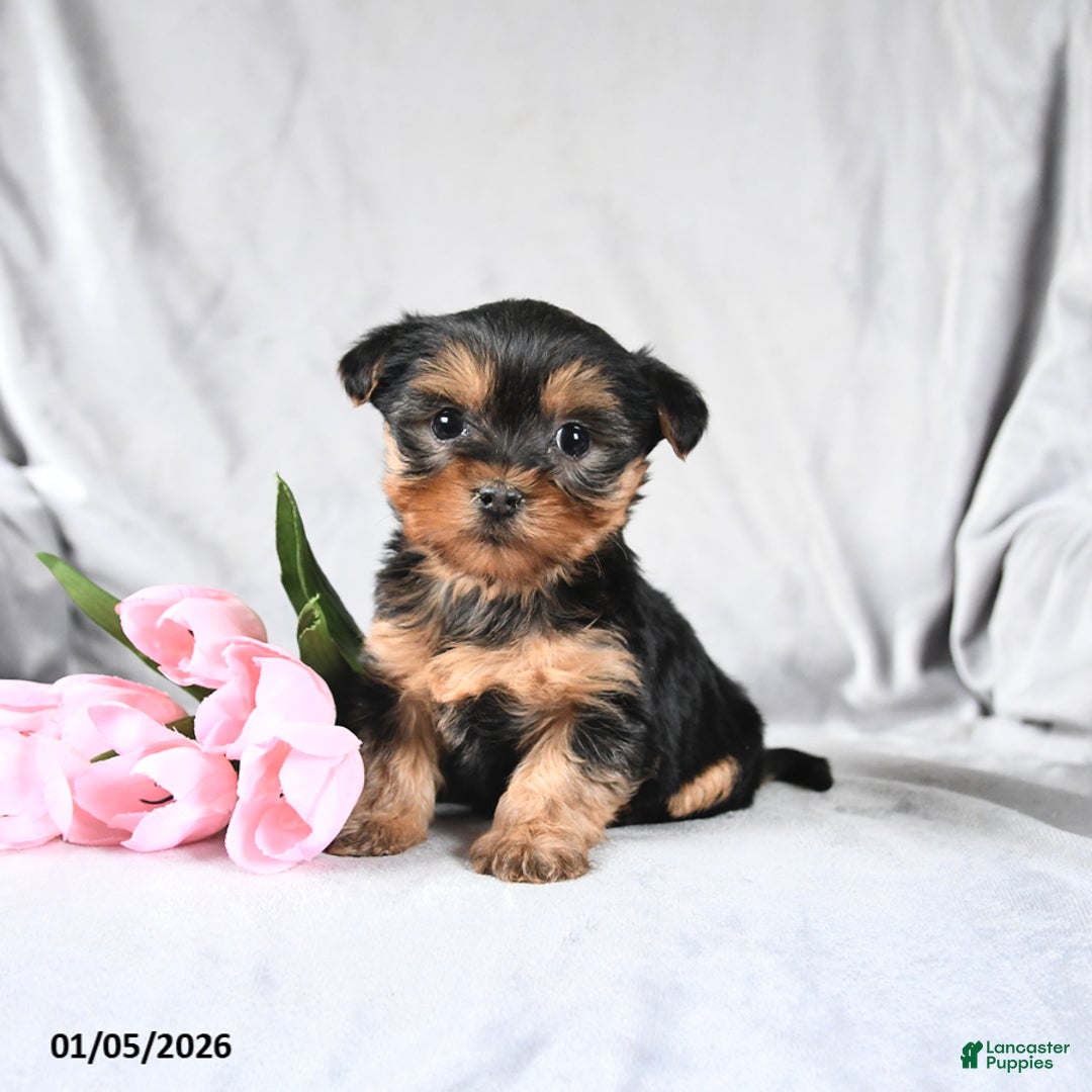 Morkie dogs for sale: Carter - Ad 1