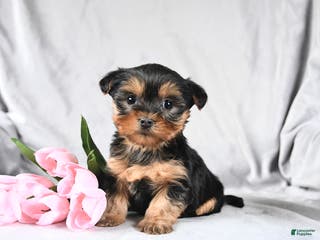 Morkie dogs Carter - Ad 17