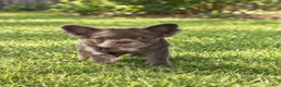 French Bulldog dogs for sale: Violet - Ad 3