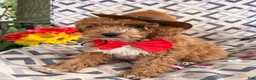 Miniature Poodle dogs for sale: Magic  - Ad 3