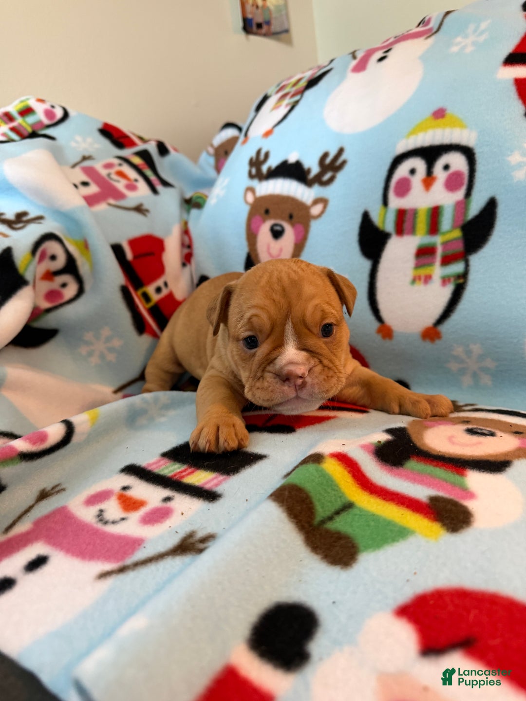 English Bulldog dogs for sale: Roxy - Ad 2