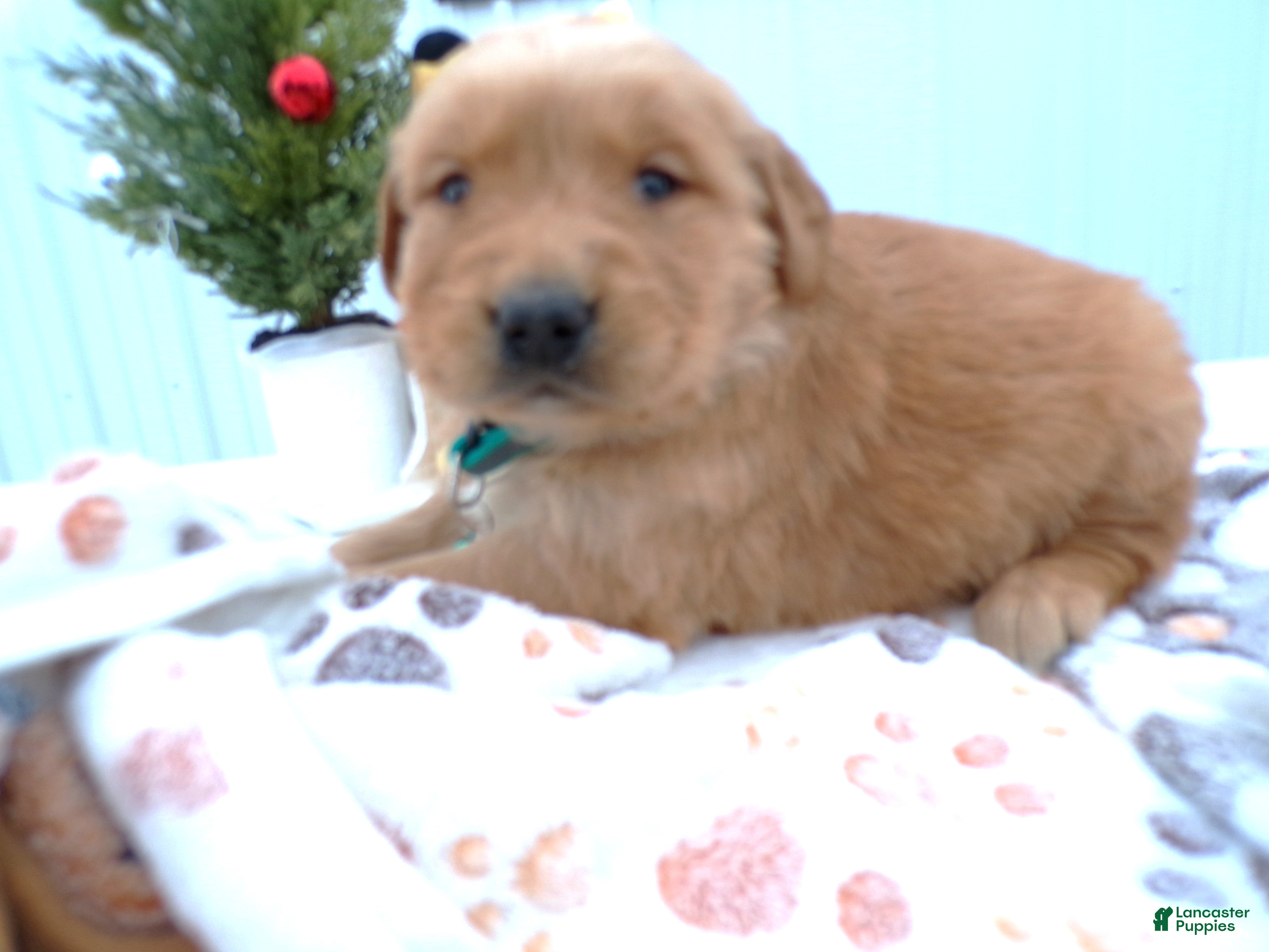 Golden Retriever dogs Golden Retriever Puppy 4 Miranda - Ad 22