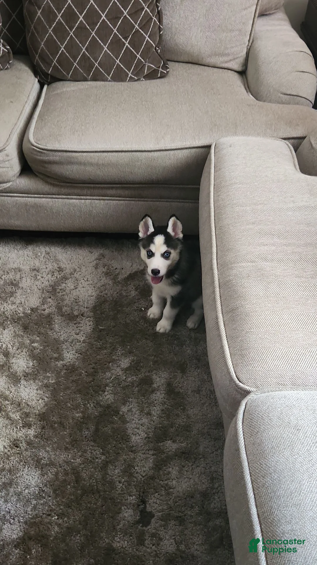 Siberian Husky dogs for sale: Princess - Ad 2