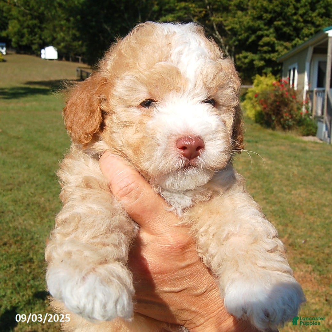 Toy Poodle dogs for sale: Blaze - Ad 2