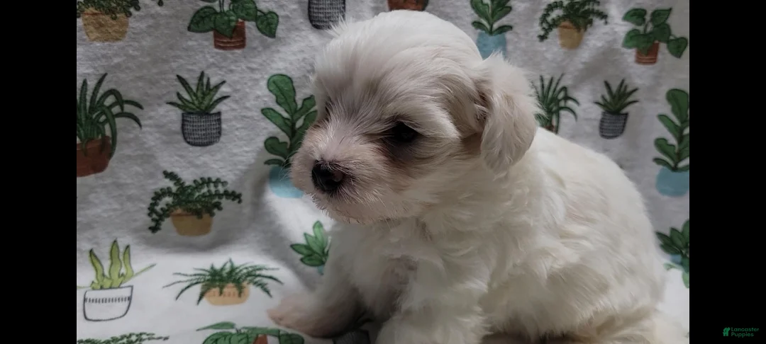 Maltipoo dogs for sale: Fern - Ad 2