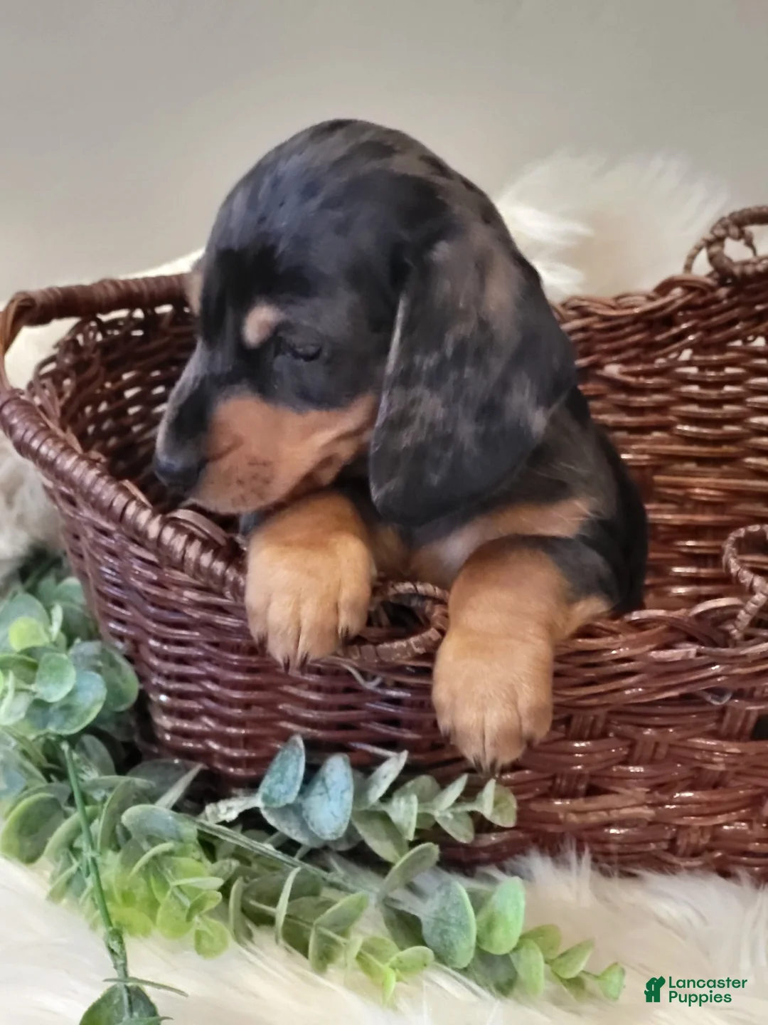 Miniature Dachshund dogs for sale: SMORES  - Ad 2