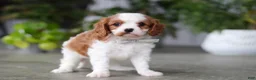 Cavalier King Charles Spaniel dogs for sale: Maverick - Ad 4