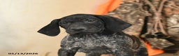 German Shorthaired Pointer dogs for sale: Hawk - Ad 4