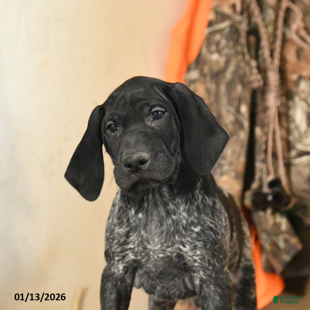 German Shorthaired Pointer dogs for sale: Hawk - Ad 4