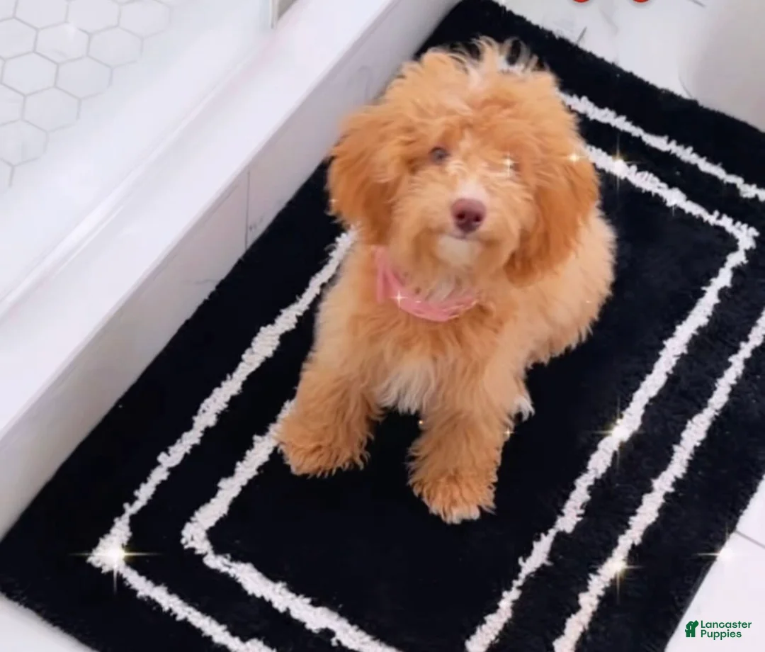 Maltipoo dogs for sale: Maltipoo (Millie) - Ad 2