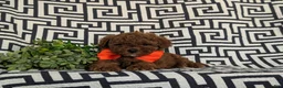 Miniature Poodle dogs for sale: Dolan 11 lbs full grown - Ad 6