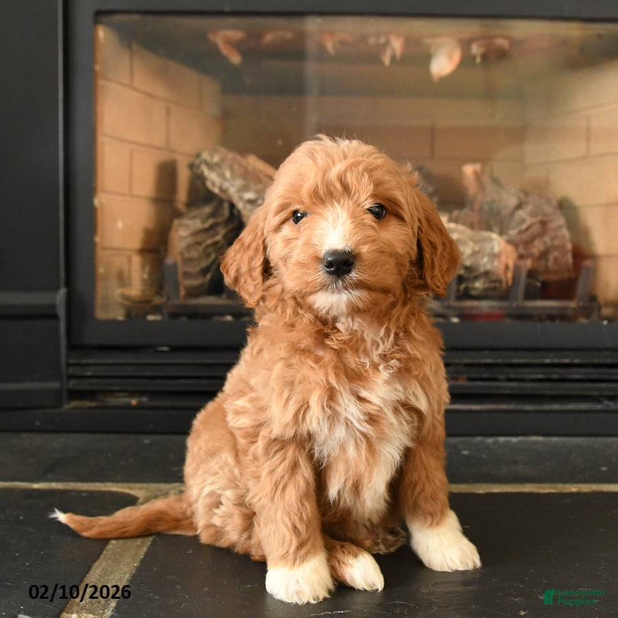 Mini Goldendoodle dogs Winnie - Ad 1