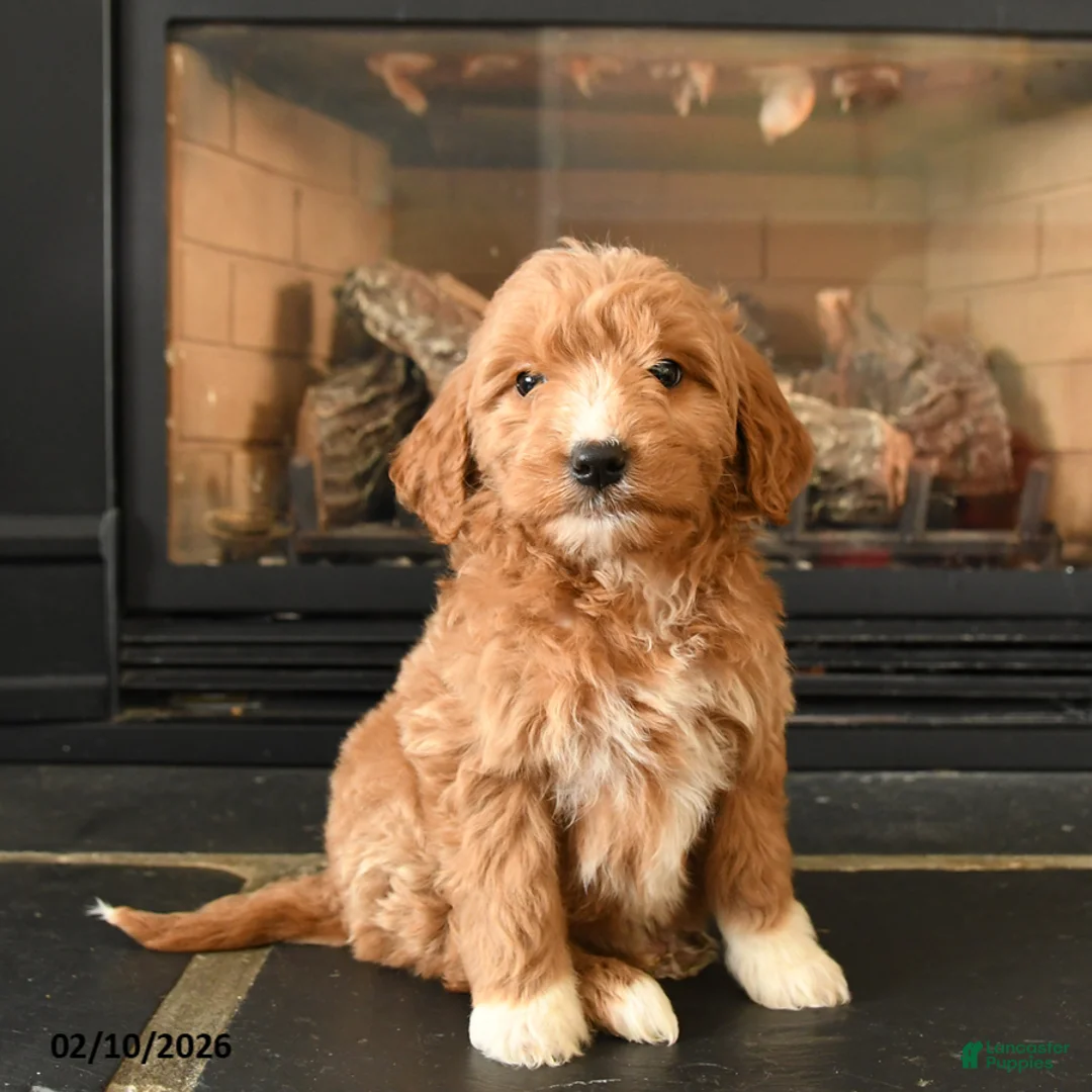 Mini Goldendoodle dogs for sale: Winnie - Ad 1