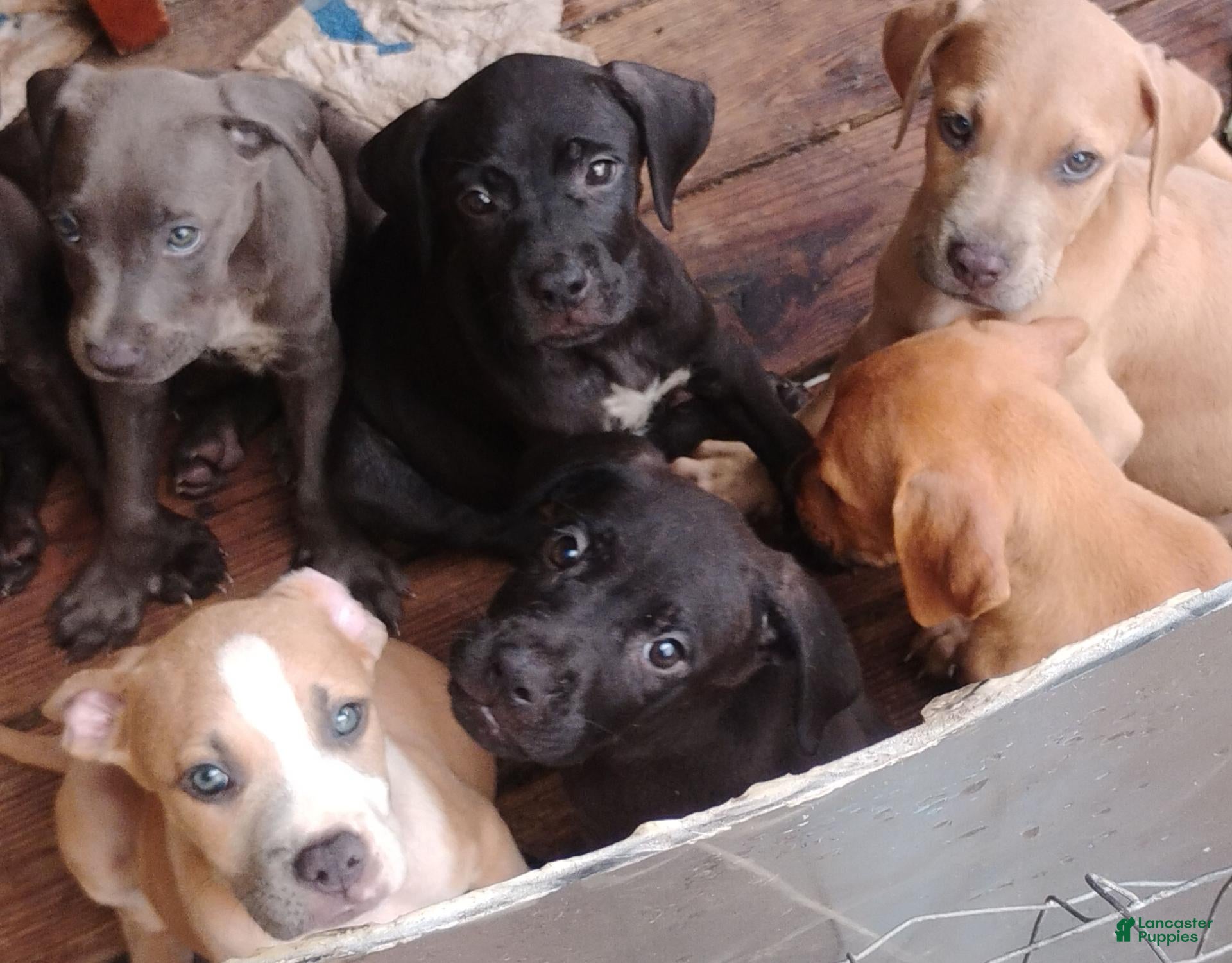 Mixed Breed dogs Mixed Breed 2 male - Ad 42