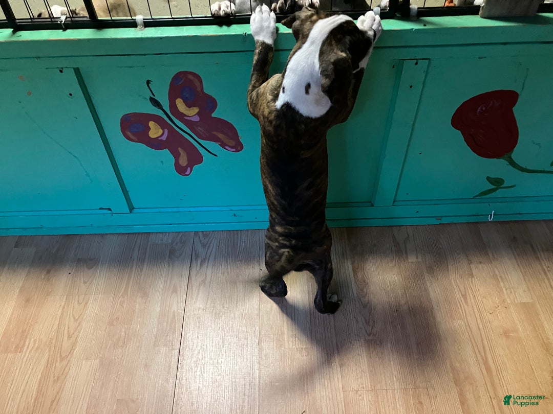 Mixed Breed dogs for sale: Pooh - Ad 4