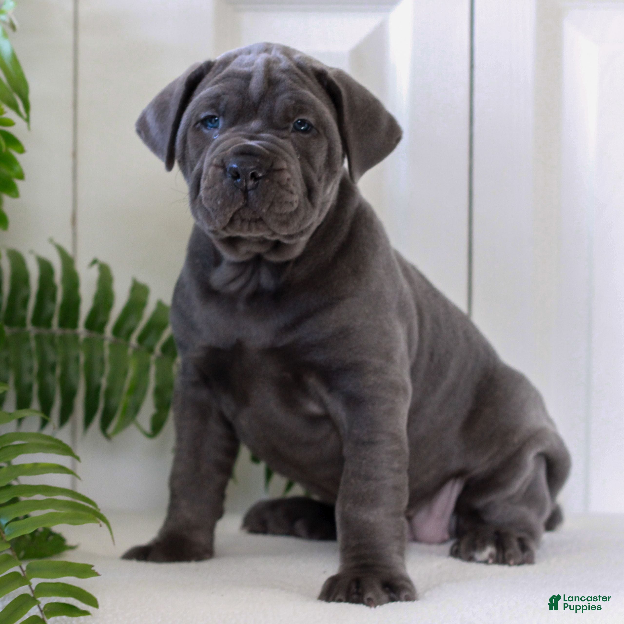 Cane Corso dogs Kylie - ICCF - Ad 37