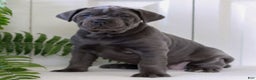 Cane Corso dogs for sale: Kylie - ICCF - Ad 1