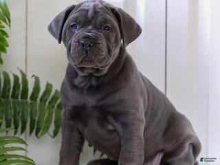 Cane Corso dogs Kylie - ICCF - Ad 4