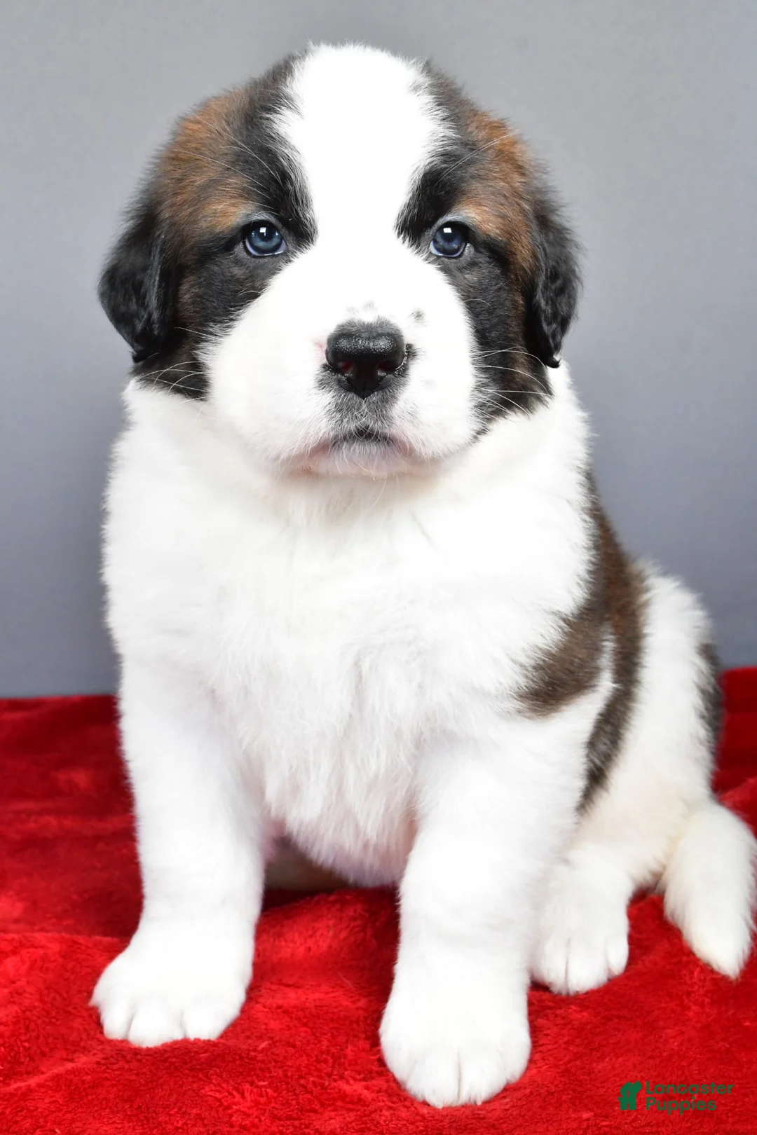 Saint Bernard dogs for sale: angel - Ad 6